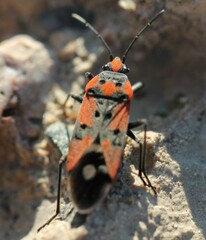 Lygaeus equestris