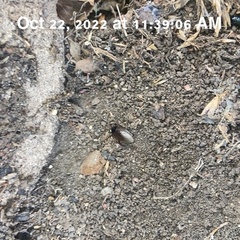 Blattodea