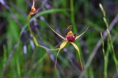 Caladenia paludosa