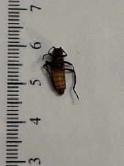 Chauliognathus pensylvanicus