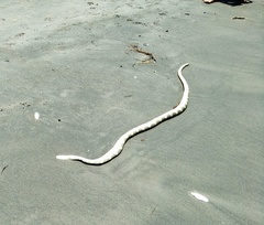 Hydrophis elegans