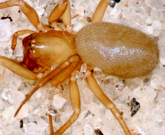 Oreonetides vaginatus