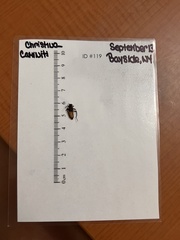 Chauliognathus pensylvanicus