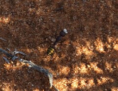 Camponotus aurocinctus