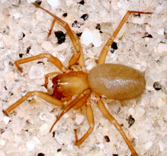 Oreonetides vaginatus