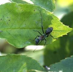Myrmophyma