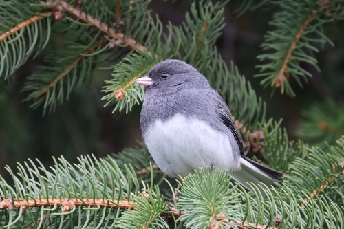 Dark-eyed Junco photographed in Maryland