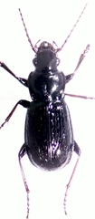 Pterostichus punctatissimus