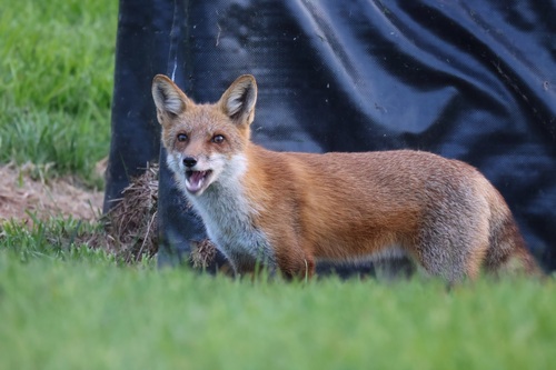 Red Fox photographed in Maryland