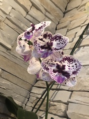 Vandoideae
