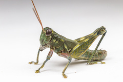 Campylacantha olivacea