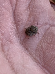 Pachycorinae