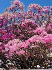 Chionanthus pubescens