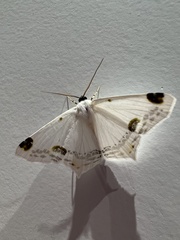 Sericoptera