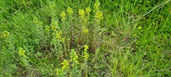 Bellardia viscosa