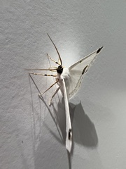 Sericoptera