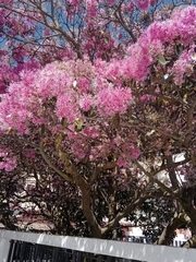 Chionanthus pubescens