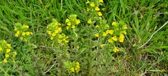 Bellardia viscosa