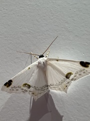 Sericoptera