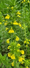 Bellardia viscosa