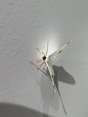 Sericoptera