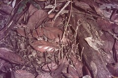 Danhatchia australis