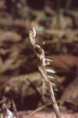 Danhatchia australis