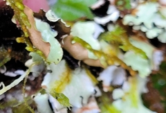 Cetrelia cetrarioides