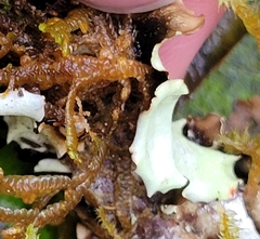 Cetrelia cetrarioides