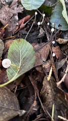 Porotheleaceae