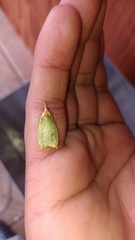 Pisinidea viridis