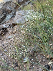 Eriogonum vimineum
