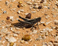 Austracris guttulosa