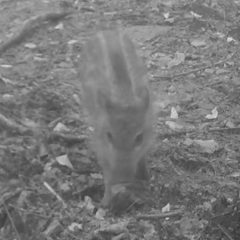 Sus scrofa leucomystax