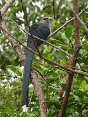 Phaenicophaeus tristis