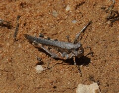 Pycnostictus seriatus