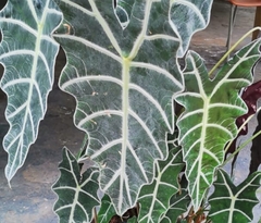 Alocasia amazonica