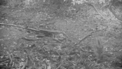 Sus scrofa leucomystax