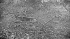 Sus scrofa leucomystax