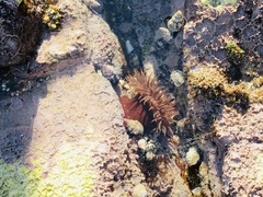 Bunodosoma californica