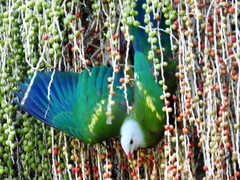 Ptilinopus magnificus