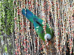 Ptilinopus magnificus