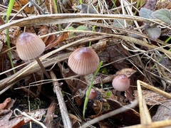 Mycena purpureofusca