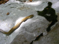 Zamenis lineatus