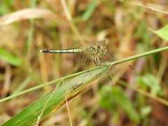 Diplacodes nebulosa