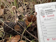 Mycena purpureofusca