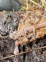 Mycena purpureofusca