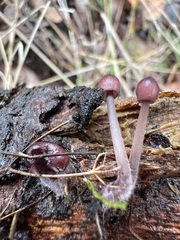 Mycena purpureofusca
