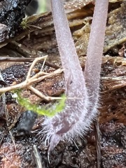 Mycena purpureofusca