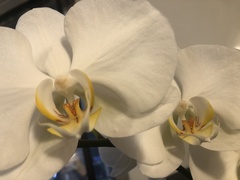 Vandoideae